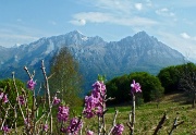 12 Fiori di Mezzero (Daphne mezereum) sullo sfondo delle Grigne